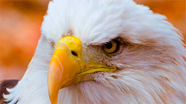 Species-Eagle-REDUCED KRAKEN Henry Mintzberg about species of organizations