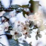 Stillness-of-the-mind-Marie-Kronquist