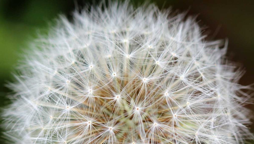 Need a Strategy? Mintzberg Let them Grow like Weeds in the Garden Henry Mintzberg strategy